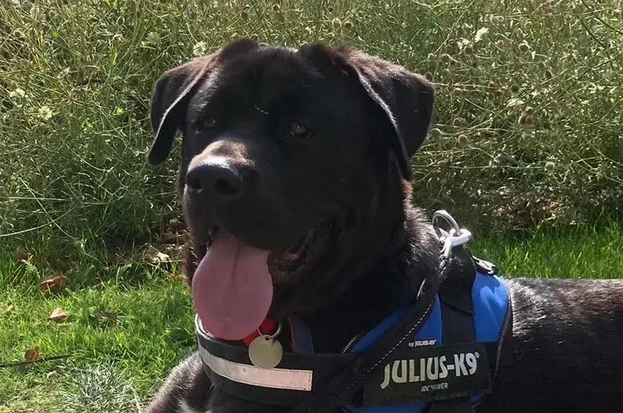 A black dog wearing a blue harness sits calmly in a grassy area, enjoying the outdoors